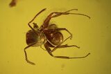 Detailed Fossil Ant (Formicidae) In Baltic Amber #102730-1